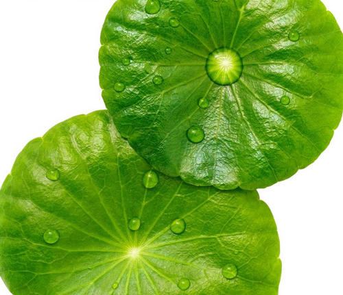 Centella Asiatica